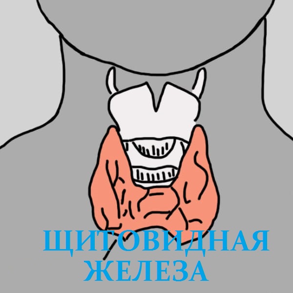 щитoвидная жeлeза