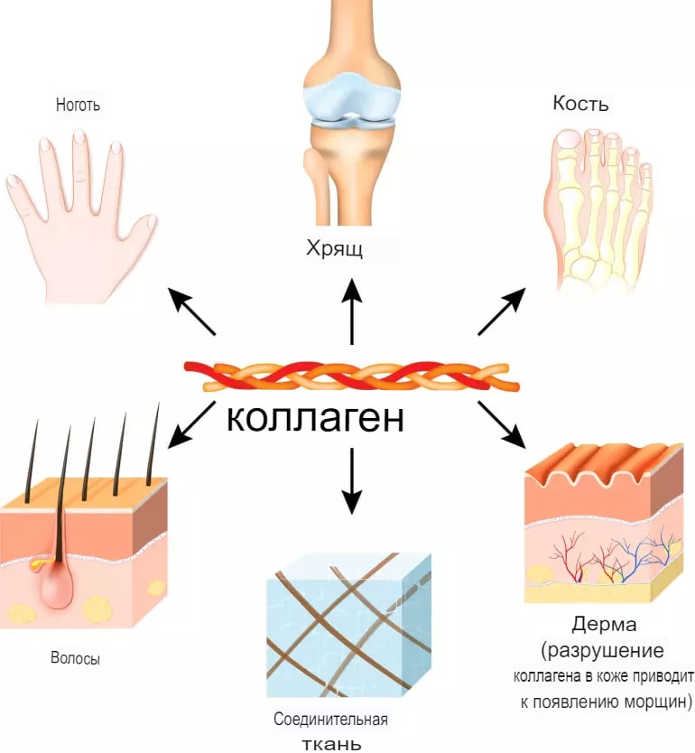 для чего полезен коллаген
